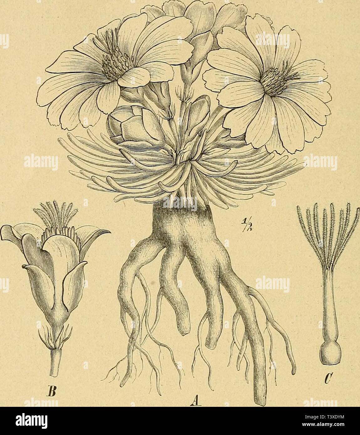 Image d'archive à partir de la page 201 de die natürlichen Pflanzenfamilien nebst. Die Natürlichen Pflanzenfamilien : nebst ihren Gattungen und Arten von den wichtigeren dienatrlichenp, Nutzpflanzen311engl Année : 1887-1909. 60 Portulacaceae. (Linealischer spateiförmiger Pax/ oder und B. 1 blutige, Schäfte, mourir, oberhalb der Mitte oder am Westfalica gegliedert und mit einer aus 5-7 oder aus 2 pfriemlichen Blättchen bestehenden Hülle versehen sind. 'Fig. 22.) Fig. 22. Leivisia redivna Pursli. Un Habitusbild. B einzelne Bl. mit der von Hoclib. gebildeten Hülle in der Mitte des Schaftes. 0 Gy Banque D'Images