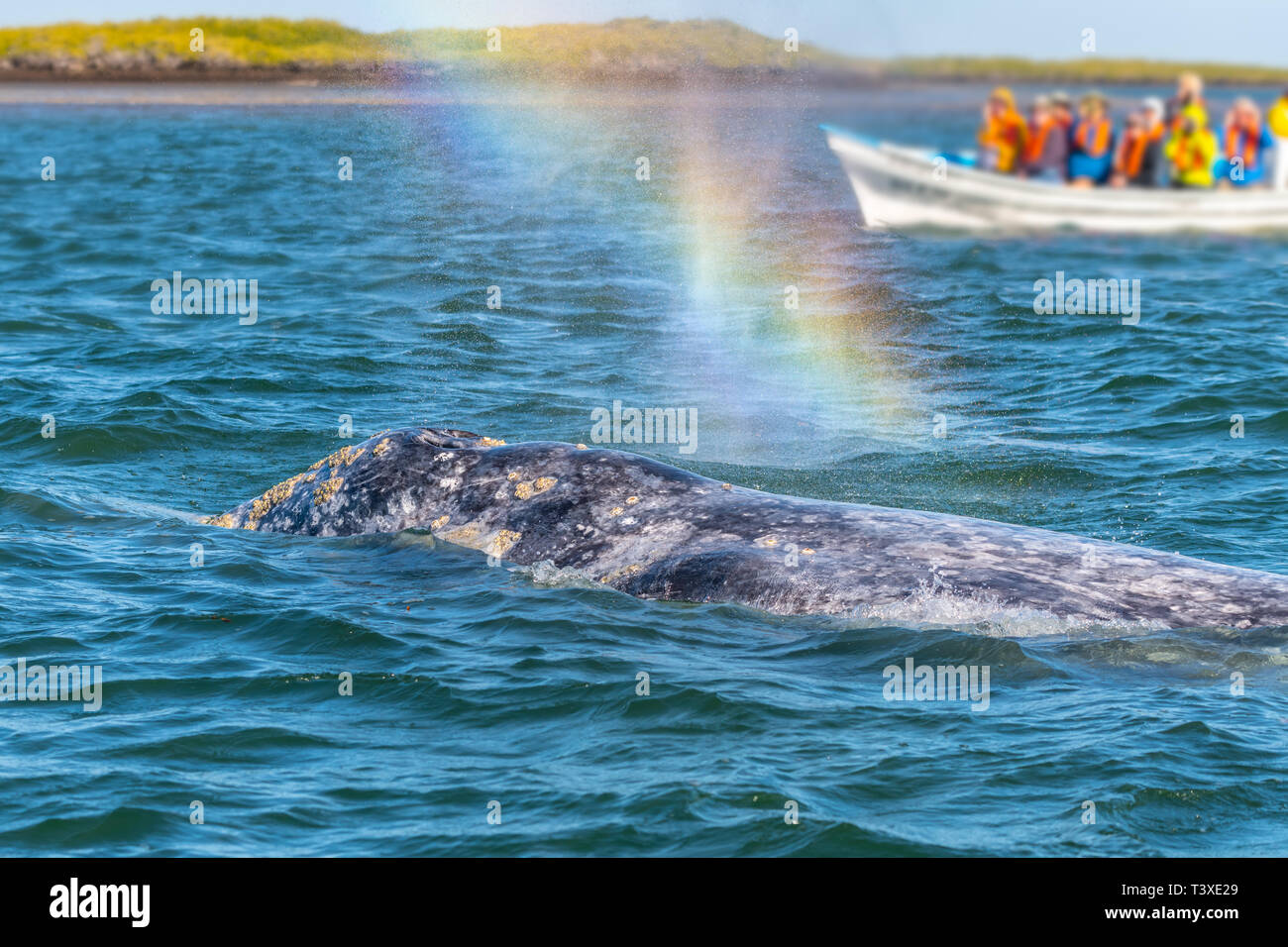 Arc-en-ciel (Rainblow dans le coup de la tuyère d'une baleine) d'une baleine grise (Eschrichtius robustus). Les gens de l'observation des baleines en bateau. Banque D'Images