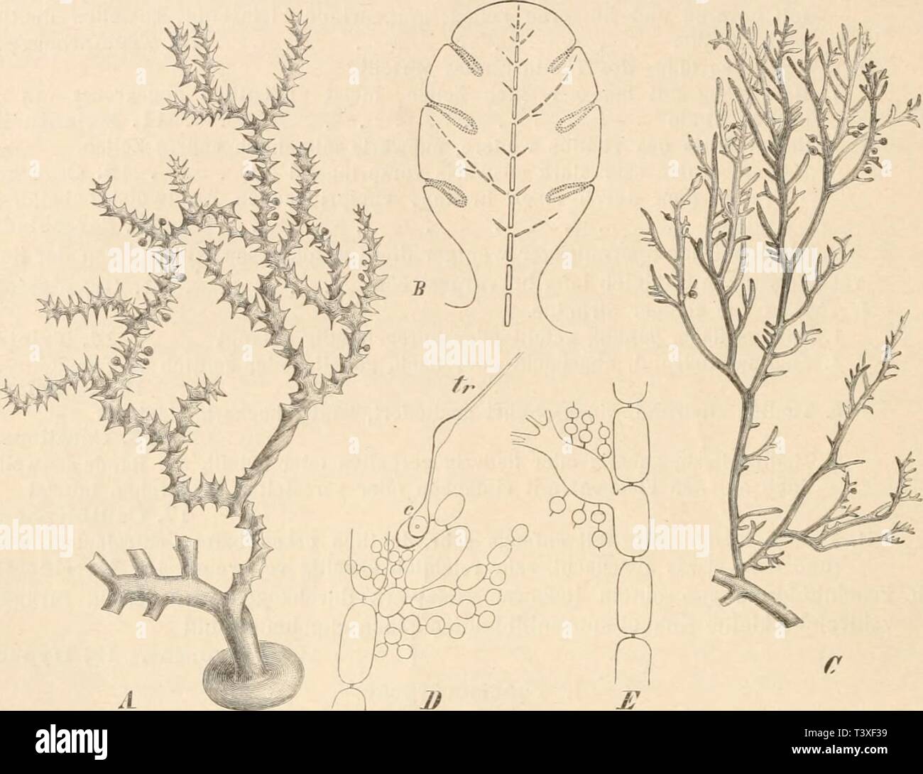 Image d'archive à partir de la page 403 de die natürlichen Pflanzenfamilien nebst ihren Banque D'Images