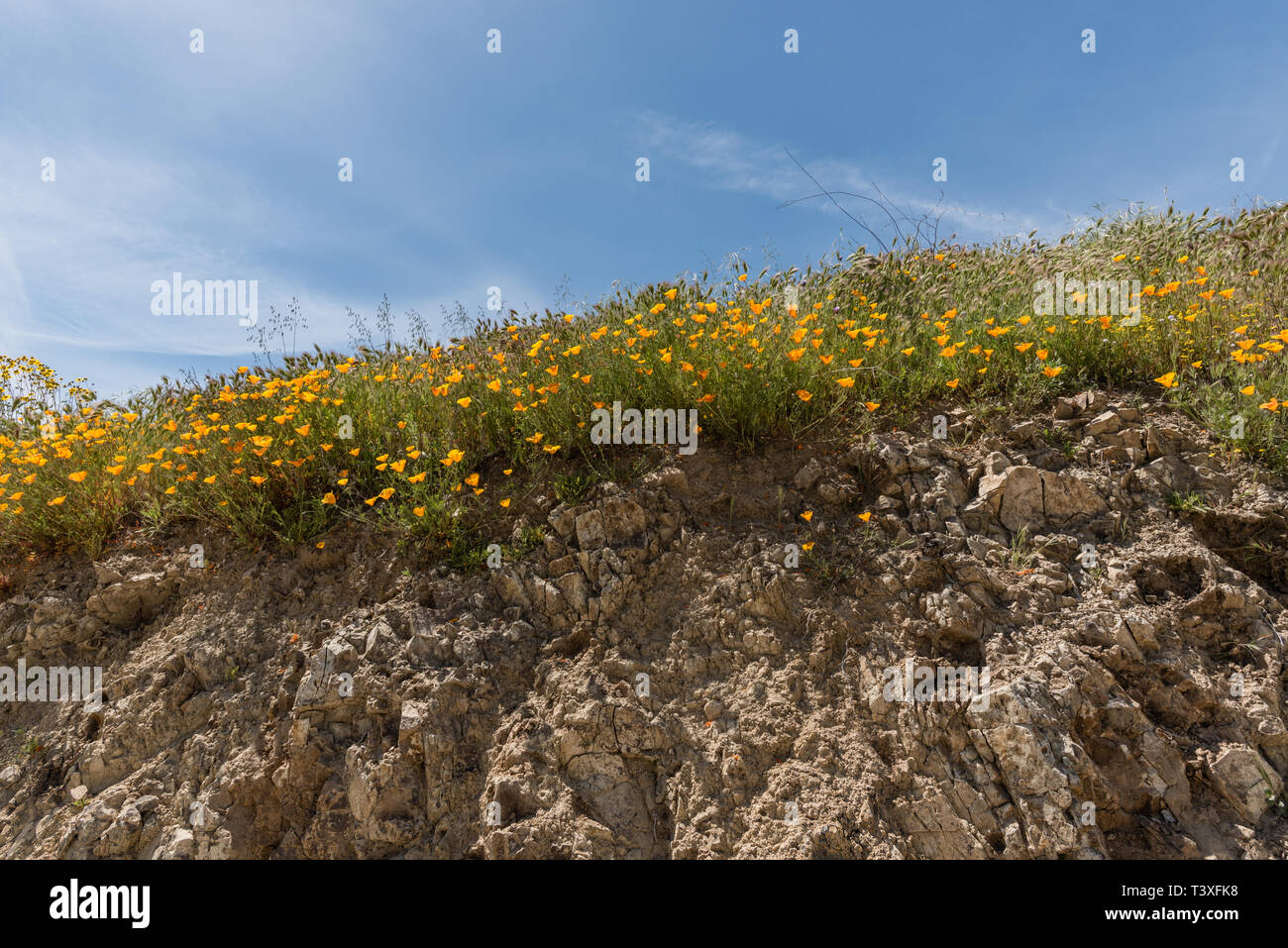 Belles fleurs sauvages - une partie de l'superbloom phénomènes dans les montagnes près de Walker Canyon Lake Elsinore, Californie du Sud Banque D'Images