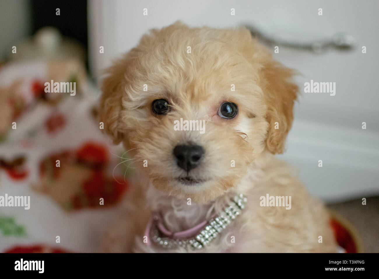 Portrait d'un caniche abricot/mix maltais chiot Banque D'Images