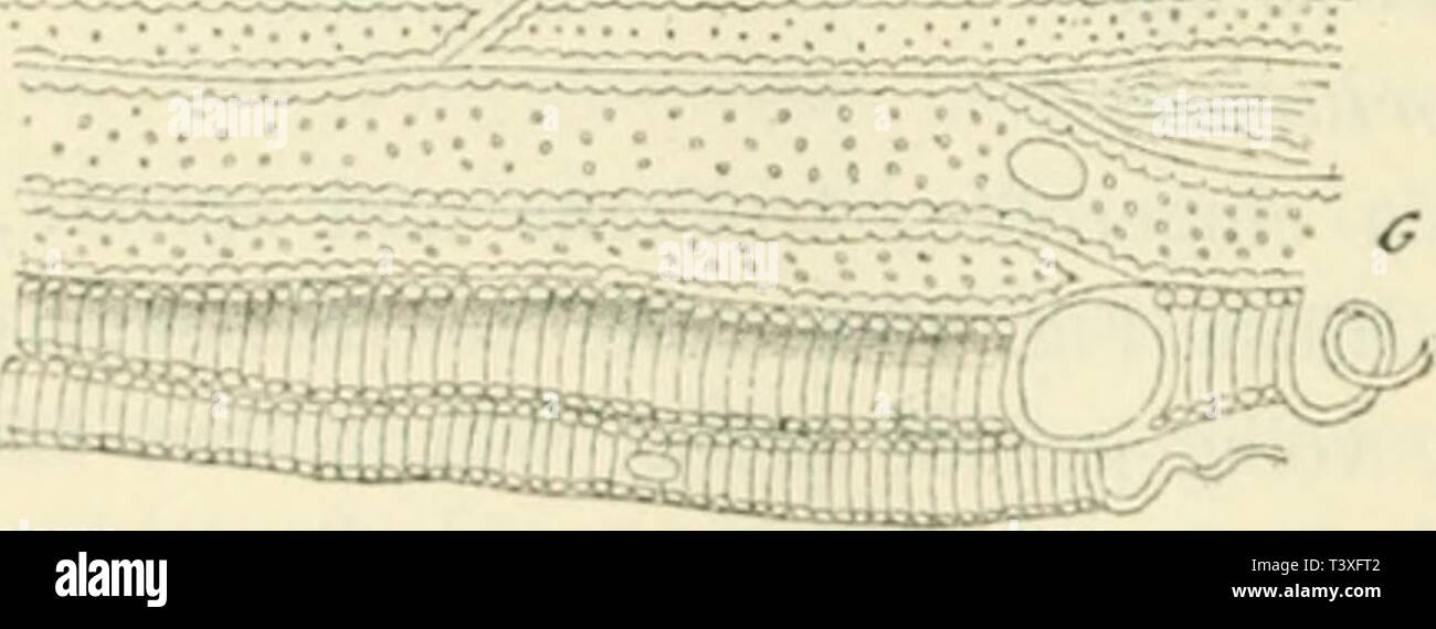 Image d'archive à partir de la page 853 de Die Rohstoffe des Pflanzenreiches ; Versuch. Die Rohstoffe des Pflanzenreiches Rohstofflehre ; Versuch einer technischen unter Mitwirkung des Pflanzenreiches, Max von Bamberger [et] dierohstoffedesp02el. wiesuoft Année : 1900 Une Fruchtw.j'ai diT 11(1 IVcieni lassen sich mit drei Auge Schichten unter- separarse : die äussere hildet eine dünne, sein* spröde, hr.iunc Haut, die von den leiclit ahlüsl trockenen sidi Hülsen, daher diese daselhsl ockergelhe Kärhuni eine matte, ; und eine raulie geih absläuhende Uherlläche hesitzen, ; die mittlere Scliichl eigentlic, die als die Banque D'Images