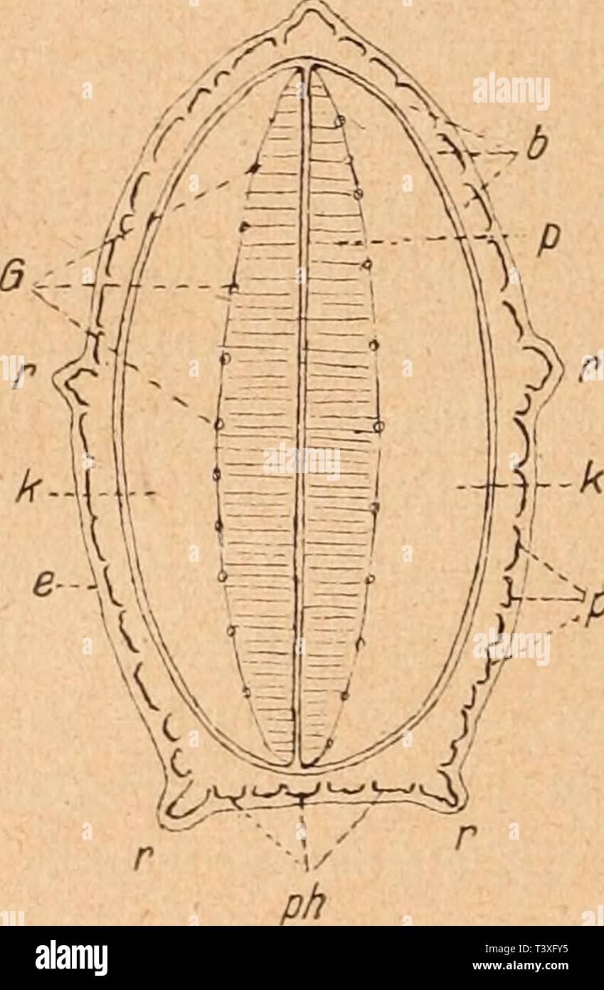 Image D Archive A Partir De La Page 921 De Die Rohstoffe Des Pflanzenreichs Die Rohstoffe Des Pflanzenreichs Rohstofflehre Versuch Einer Technischen Des Pflanzenreiches Dierohstoffedesp03wies Annee 1921 F Fig 3 2j