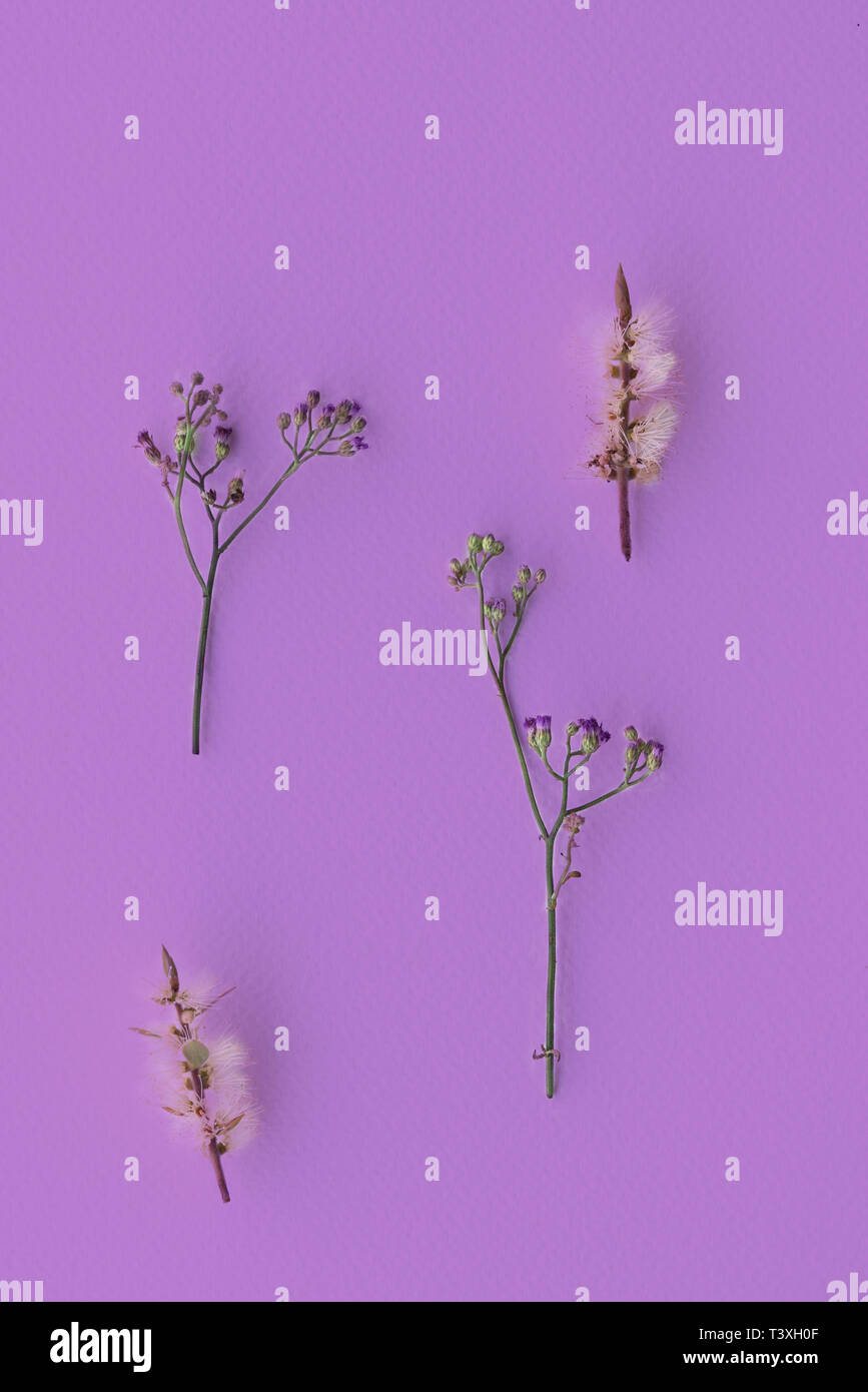 Petit sauvage violet blanc ou pourpre fleur en arrière-plan de la campagne de printemps pour la saint valentin carte de voeux fond papier Banque D'Images