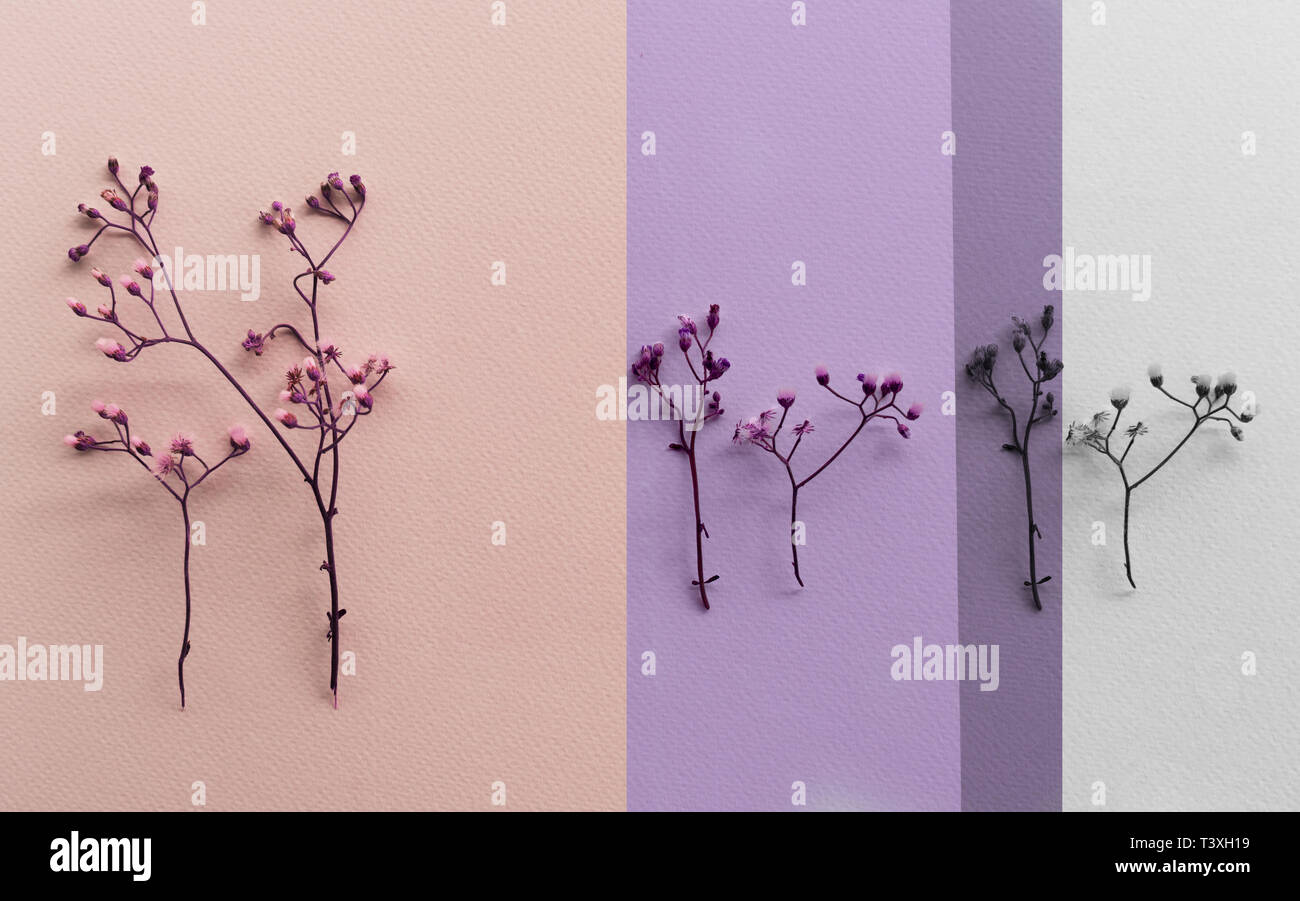 Petit sauvage ou fleur pourpre violet rose blanc sur papier gris pastel card pour le printemps ou l'été nature background Banque D'Images