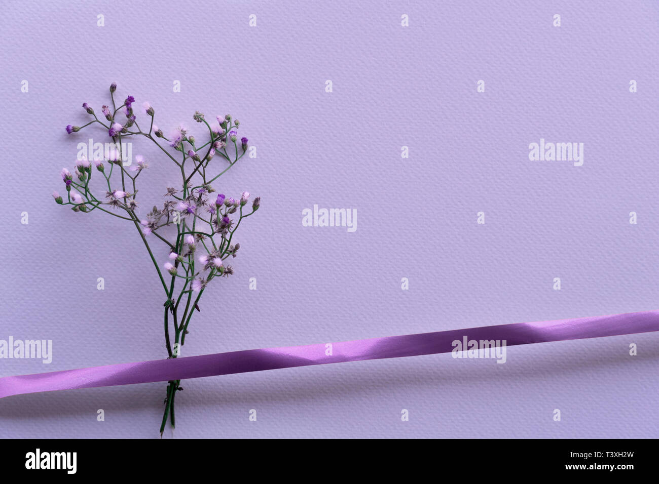 Petit violet ou pourpre fleur sauvage qui fleurit au printemps ou en été avec la nature de fond de cadeaux ruban Banque D'Images