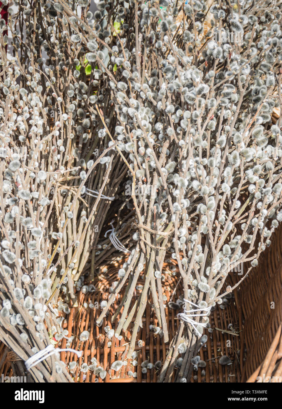 Branches n marché pour la décoration, au printemps. Banque D'Images