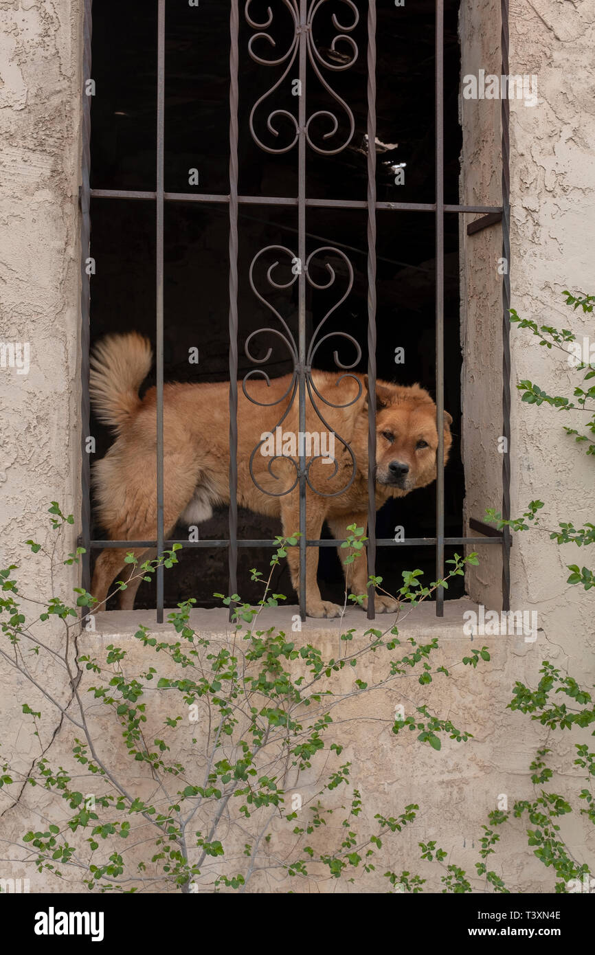 Vieux bâtiment adobe avec chien de protection dans la fenêtre Banque D'Images