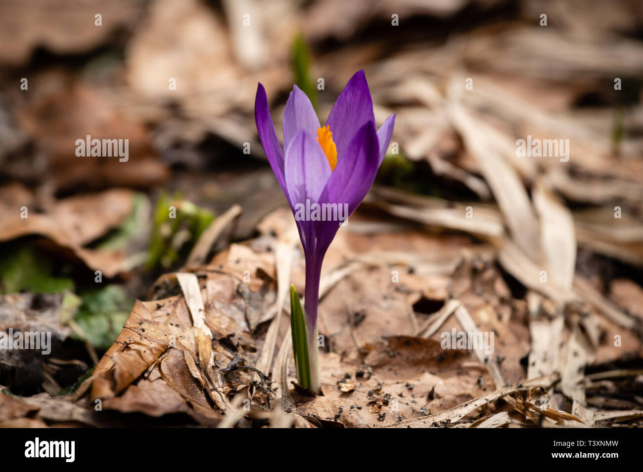 Un Crocus mauve - l'une des premières fleurs qui fleurit sur un chemin de montagne au début d'avril. La montagne Vitosha, la Bulgarie. Purple Crocus de printemps Banque D'Images