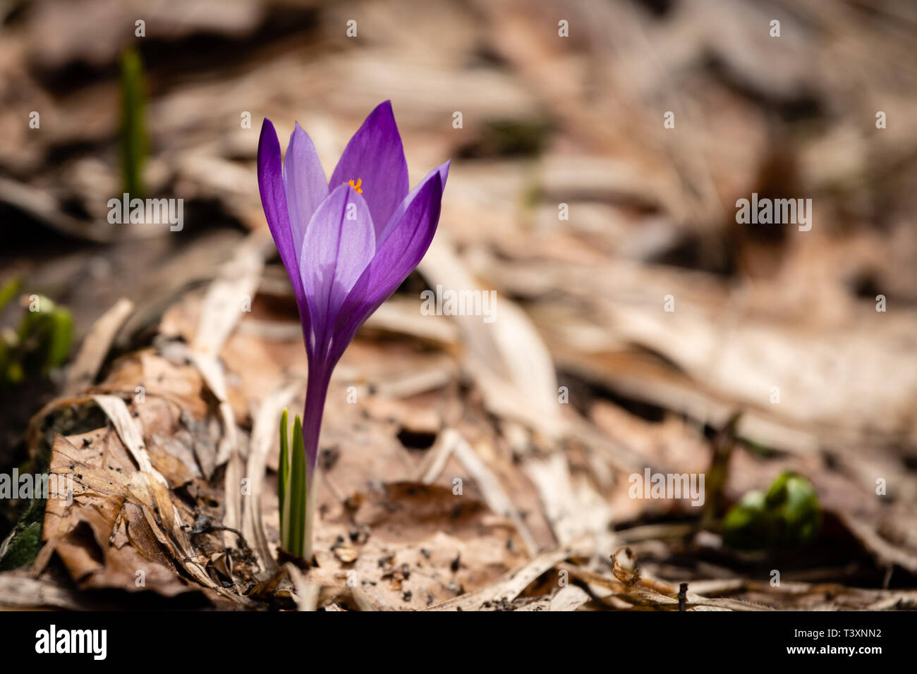 Un Crocus mauve - l'une des premières fleurs qui fleurit sur un chemin de montagne au début d'avril. La montagne Vitosha, la Bulgarie. Purple Crocus de printemps Banque D'Images