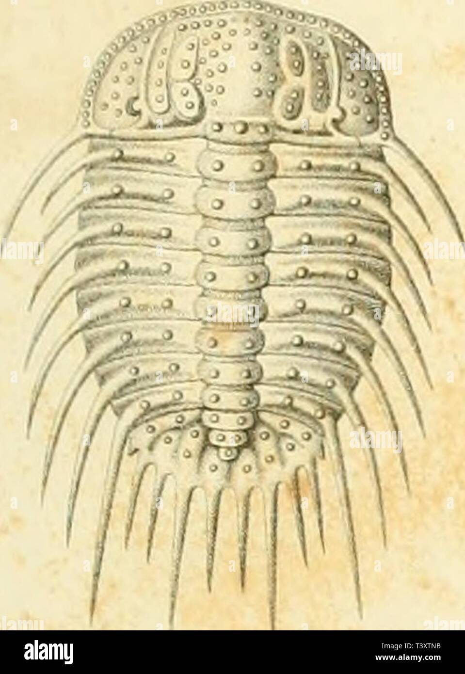 Image d'archive à partir de la page 170 de Die Organisation der Trilobiten, aus. Die Organisation der Trilobiten, aus ihren Verwandten lebenden erledigt ; dieorganizationd00burm Année : 1843 . *Â Â Â Â ' - ''â. lo. Banque D'Images