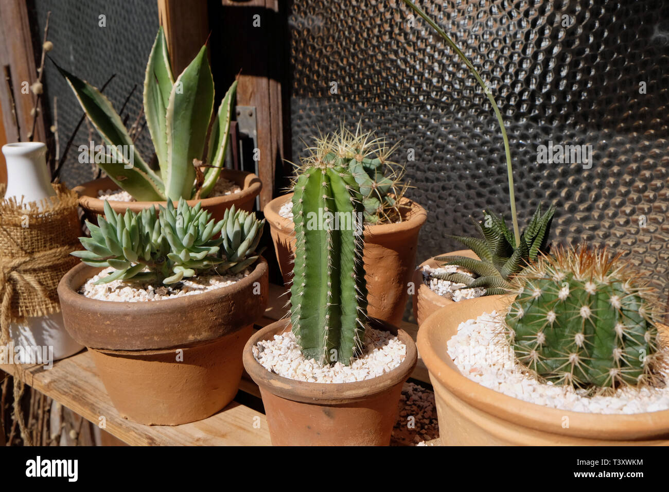 Collection de divers cactus et plantes succulentes dans des pots. Cactus en pot PLANTES Banque D'Images