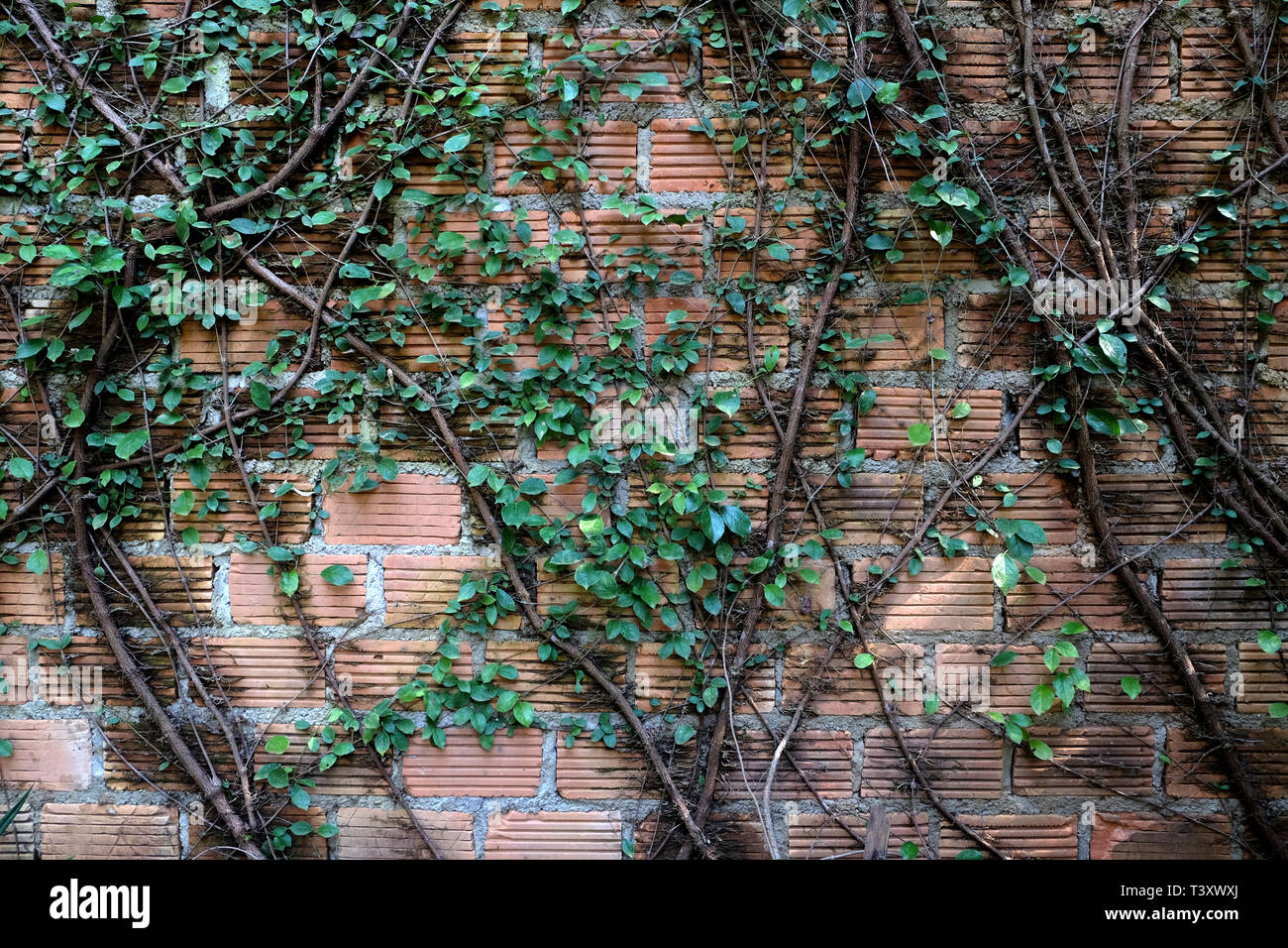 Arrière-plan de vieux millésime mur de brique sale. mur avec l'espace. Banque D'Images