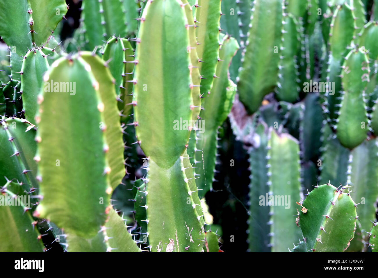 Green Cactus San Pedro. Cactus épineux vert. Gros plan à croissance rapide forme hexagonale parfaitement capturé près de cactus dans le désert. Banque D'Images