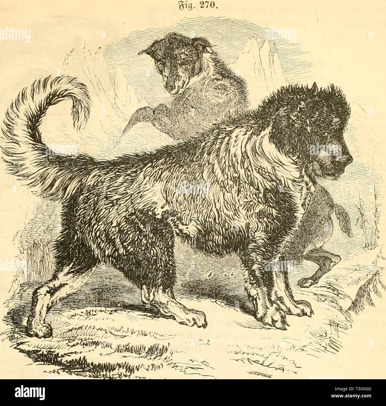 Image d'archive à partir de la page 188 de Die Naturgeschichte des Thierreichs (1859). Des Thierreichs dienaturgeschich Die Naturgeschichte01gieb Année : 1859 flcifcl frcrfcc). 175 5Dc((flc ("-270 dpi. 271) abftammcn füllen, i;M inic wav" tetavf jitcd ; fid, mnt) ; r)fet" ciiiticltcntcn iBomcife tc". Diefc wütn llärtcv ift mit ein treuer, atcr Söäd)ter tcr M-erten écrou 5>örfer iUluMlcgnonüe furd, ibrc;t = nnb fcfircrferrcieiit. Den J)CC(gcn fer nah fleht SBuflent cigcr (ter'gi>v 269 a, 272), eh-nfo Mct = tcpfij mufnlöfii niefrijer iods nnb, auf einen 3MRC, treitercrSrnfl cineiejogenem mit unt mer Saud Banque D'Images