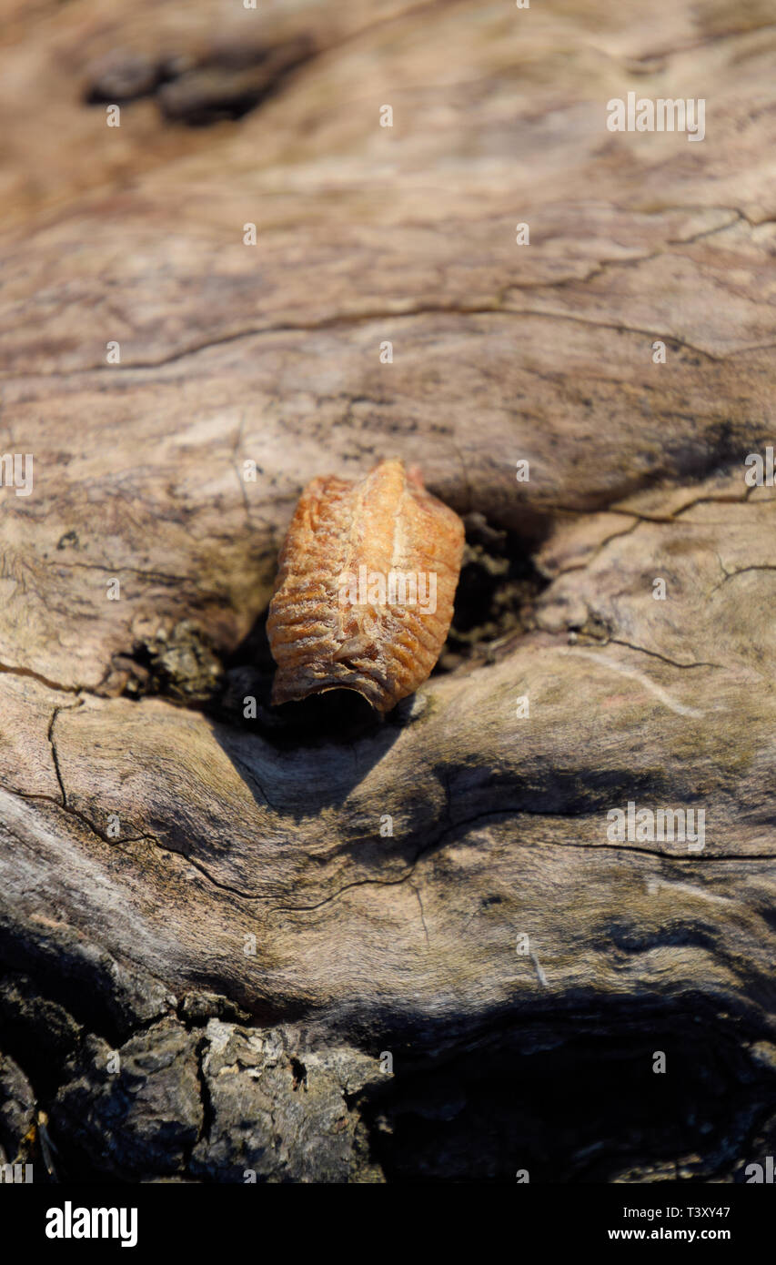 Mantis Ootheca sur une souche d'arbre. Les oeufs de l'insecte prévues dans le cocon pour l'hiver sont prévues. Banque D'Images