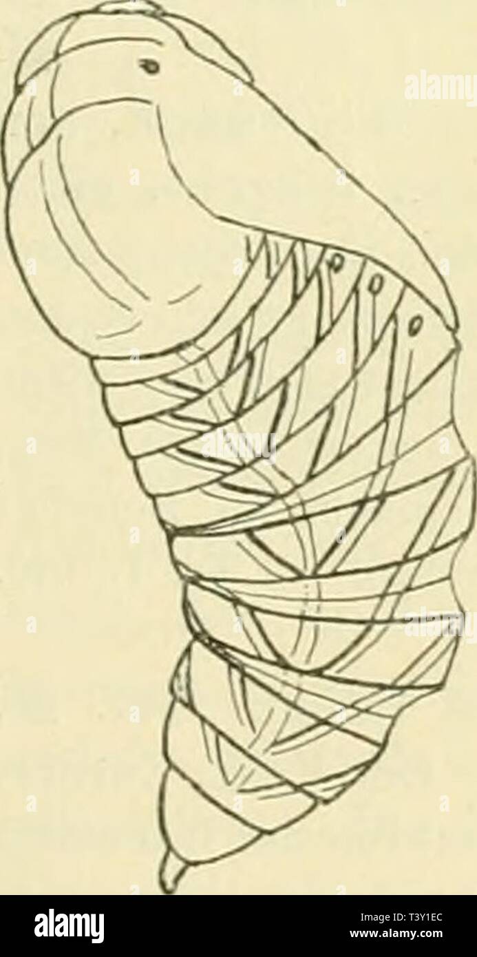 Image d'archive à partir de la page 228 de Die Schmetterlinge Europas (1908). Die Schmetterlinge €pas dieschmetterling01hofm Année : 1908 Fig. 50. Stade Subimaginal- Flügelge äders- des oeelläta Smerinthus von /,. Die jeden- wolü gegabelte chutes vorhandene, Ader ß une guerre Präparat dem nicht sichtbar. Stärker vergr. höhle dans rotliiauiii- eint'. Kliigelscheiden hellere im den Puppe (WM. T;si. 1. Fig-. 10). - Ü. 2. 231. - Rsl. 111. 1. - Hb. 2. 24. 25. - Sepp. III. 26. 27. und C. 42. - B. R. & Gr. Sphing. 8. - Pr. Taf. 2, Fig. 5. - Bück. Ii pl. 21. Isis - X. 58. - Ein Totenkopf auf der Voir. Ent. , 8. 32 Banque D'Images