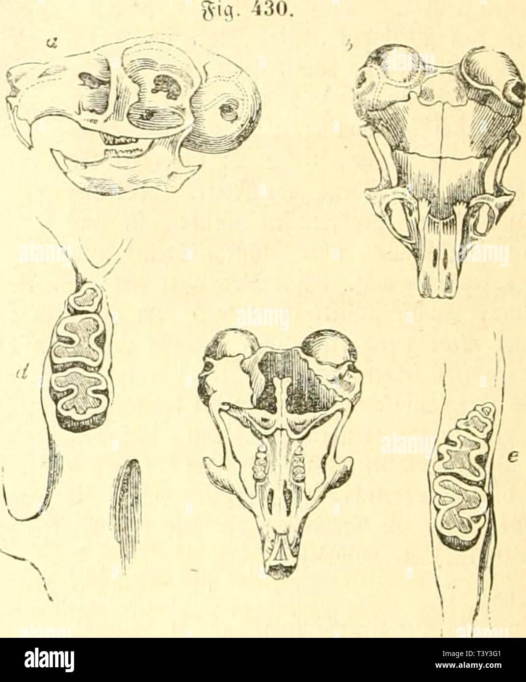 Image d'archive à partir de la page 273 de Die Naturgeschichte des Thierreichs (1859) Banque D'Images