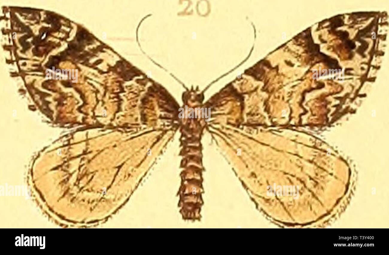 Image d'archive à partir de la page 284 de Die Schmetterlinge Europas (1908) Banque D'Images