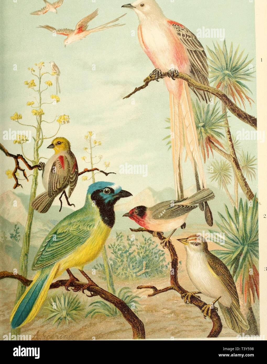 Image d'archive à partir de la page 316 de Die Nord-Amerikanische Vogelwelt (1889). Die Nord-Amerikanische dienordamerikani Vogelwelt10nehr Année : 1889 MIIATLrS OlinCATUS Swams JE JE. Â 1. CARDKMJXA RUBRIFRÃ¼NS SclrU 3. KMRKHXAGRA RFKIVIKUATA l.av.'i- 1-. AURIPARI AVICKPS.FI .S RTD. '). XANTHOTRA lAXlOvSA Rp. SCHEERENTYRANN. MASKENSÃNGER . TEXASFINK . GOLD M E 1 SE. 6RÃN HEMER. FlycatcVier ailed à ciseaux. Red-faced Warbier. Texas Sparrow VerdIn. Jay- vert Banque D'Images