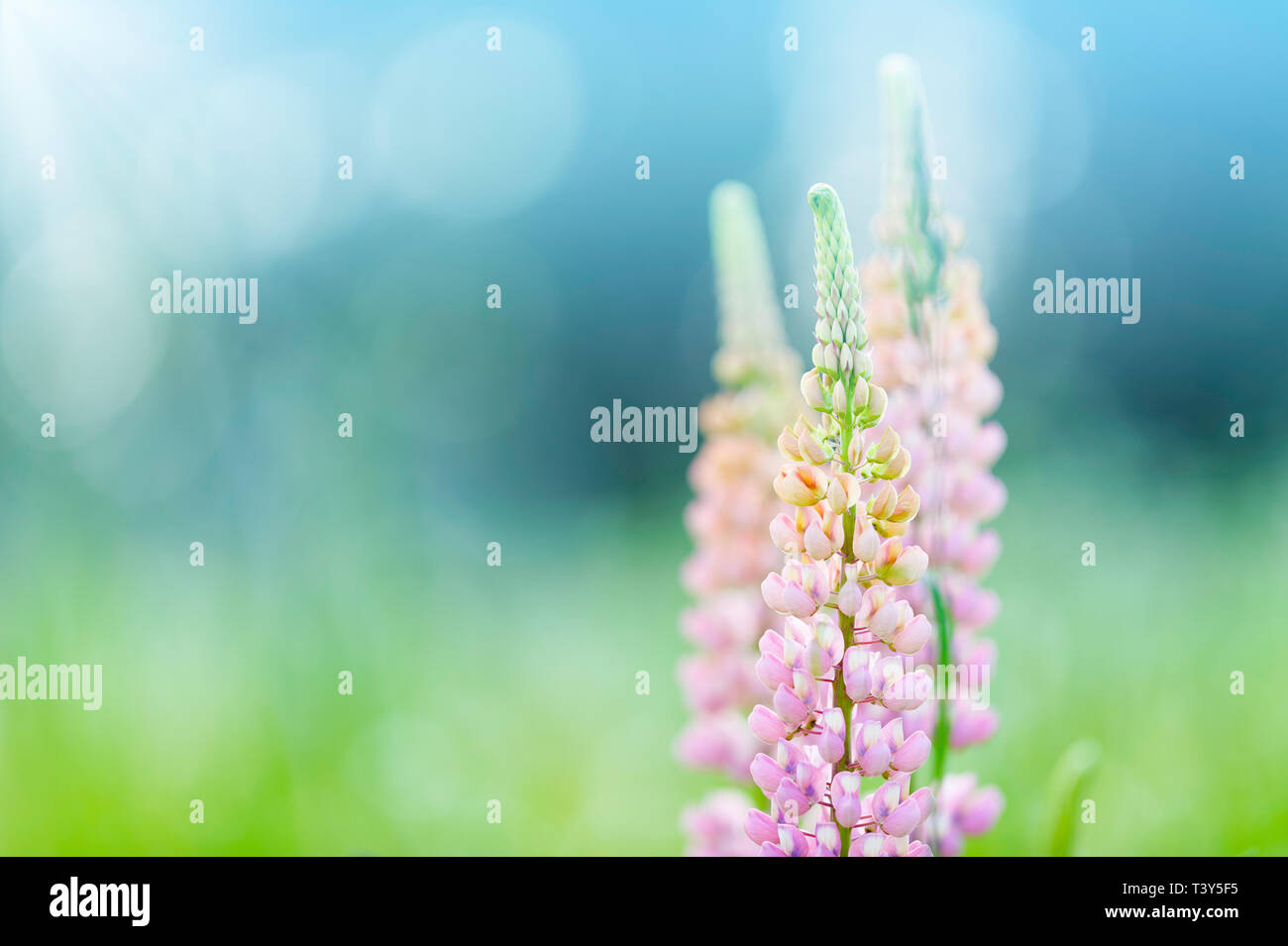 Fleurs de lupin (Russell hybride) dans le jardin. Banque D'Images