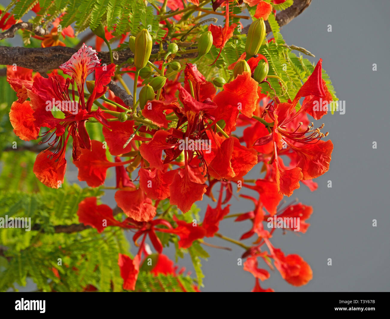 Arbre Flamboyant Photos Arbre Flamboyant Images Alamy