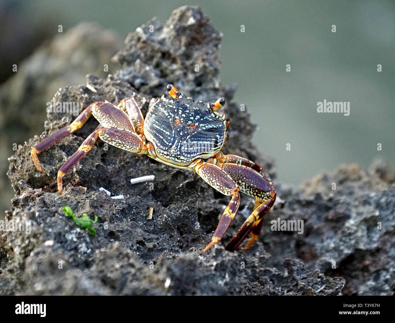 Vue dorsale de Sally-pied-léger ou tacheté lightfoot crab (Grapsus albolineatus) saborder plus de coraux à Watamu sur la côte du Kenya,Afrique Banque D'Images