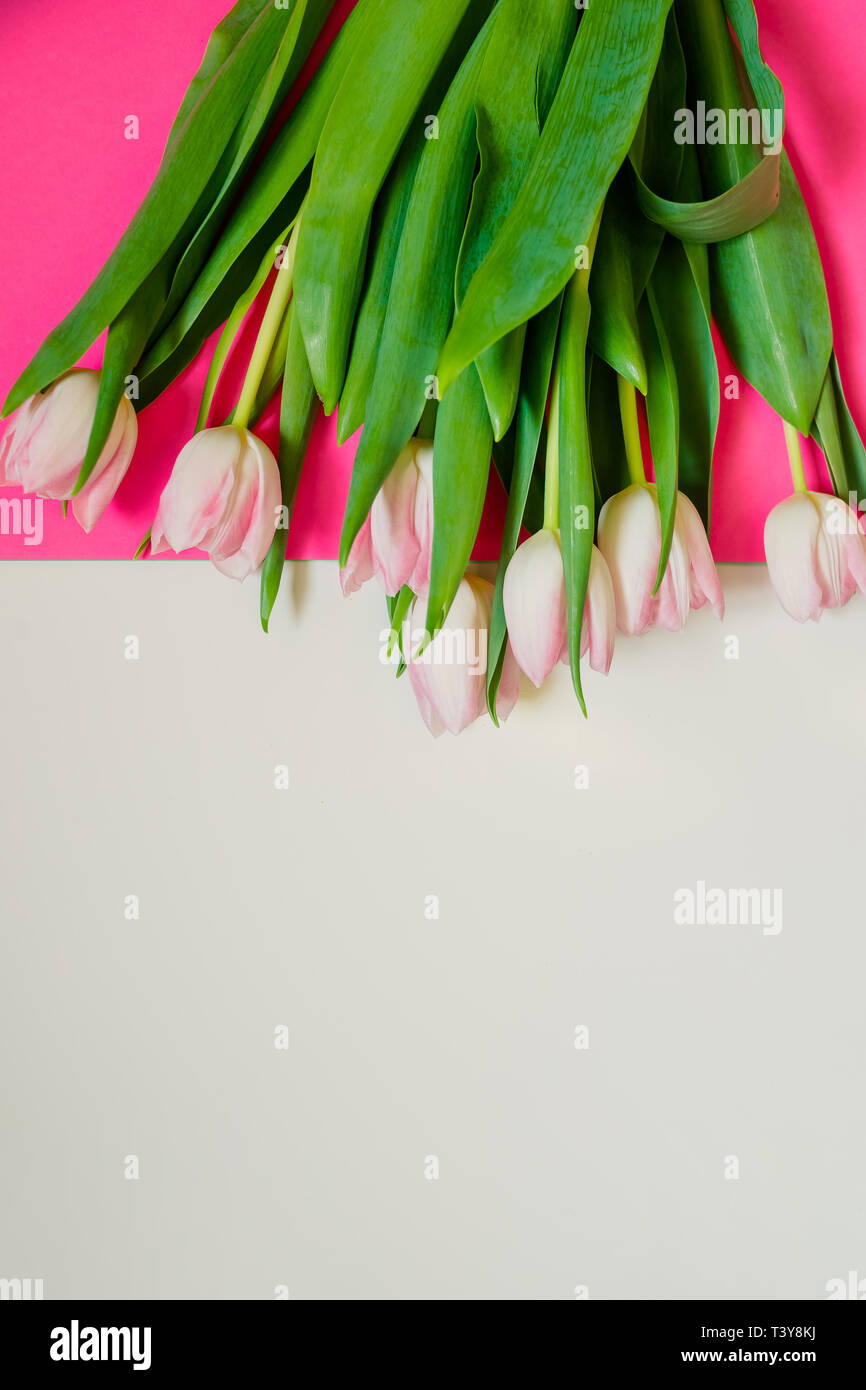 Saint Valentin, fête des mères, 8 mars composition avec des tulipes roses blanches sur un fond de couleur. Mise à plat, vue du dessus.bouquet de tulipes roses isolated Banque D'Images