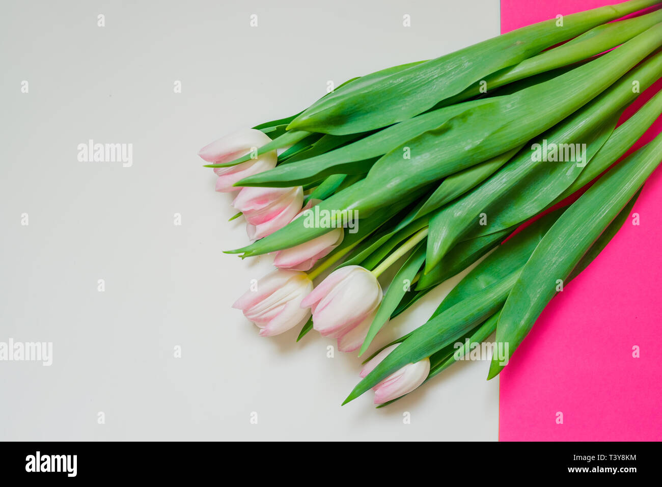 Saint Valentin, fête des mères, 8 mars composition avec des tulipes roses blanches sur un fond de couleur. Mise à plat, vue du dessus.bouquet de tulipes roses isolated Banque D'Images