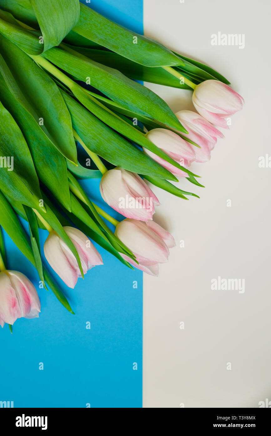 Composition de fleurs sur un fond de couleur rose, jaune et bleu. L'une tulipe blanche sur papier de plusieurs couleurs arrière-plan géométrique. vue d'en haut. copy space Banque D'Images