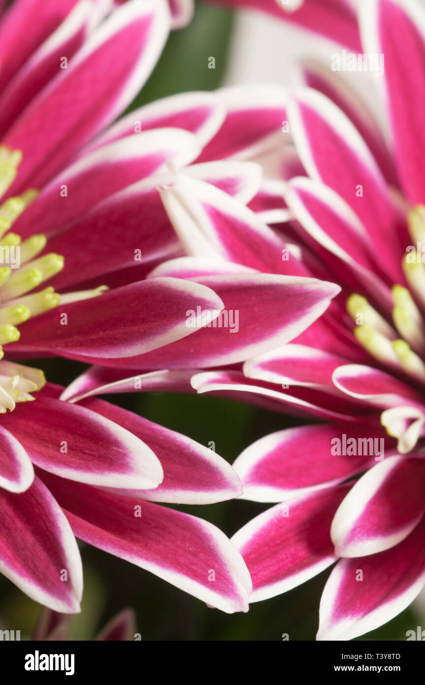 Fleurs Daisy, gros plan, l'accent local Banque D'Images