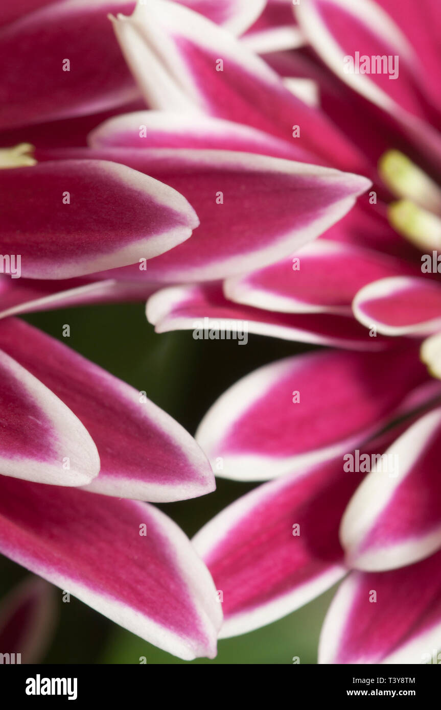 Fleurs Daisy, gros plan, l'accent local Banque D'Images