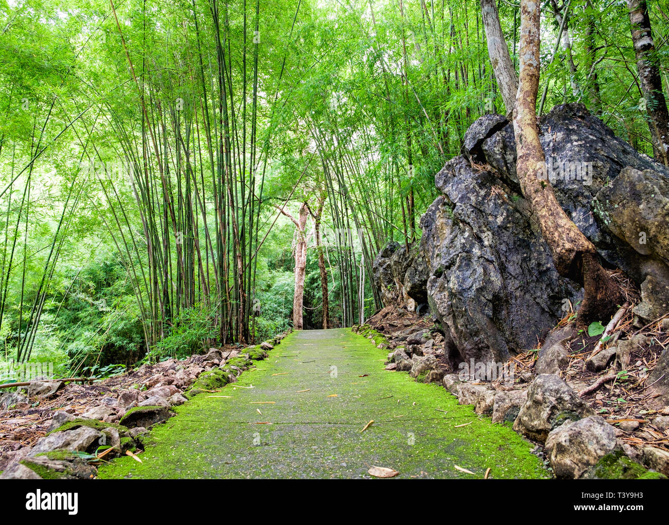 Sentier de randonnée dans la forêt tropicale humide dans la saison des pluies Banque D'Images