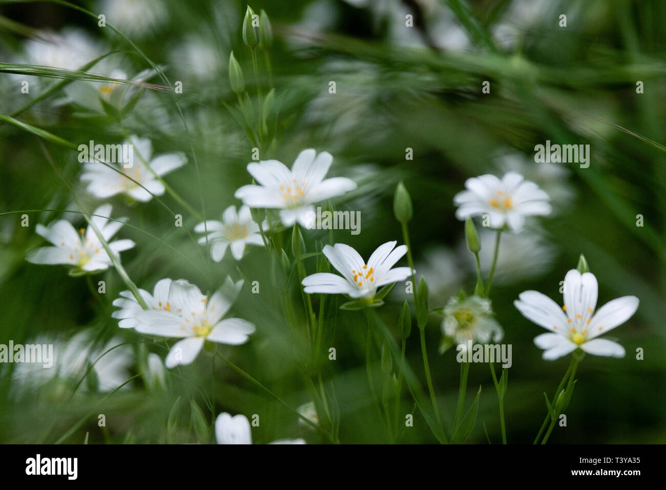 Tapis de fleurs blanches dans les bois au printemps Photo Stock - Alamy