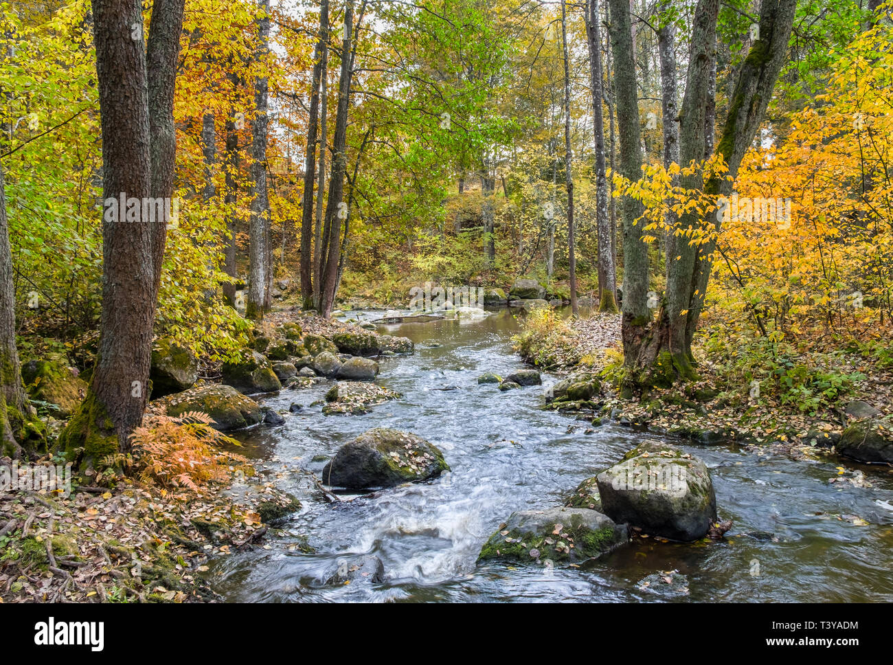 Beau paysage d'automne avec des couleurs d'automne et de la rivière qui coule à la lumière du jour en Finlande Banque D'Images