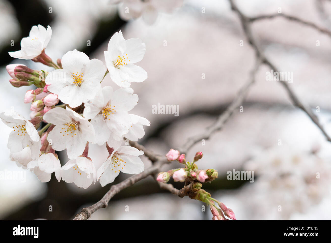 Fleur blanche fleur de cerisier au Japon le concept de parc jardin de  printemps pour pétale rose avril saison printemps floral japonais, de  l'Asie en plein air dans la nature romantique t