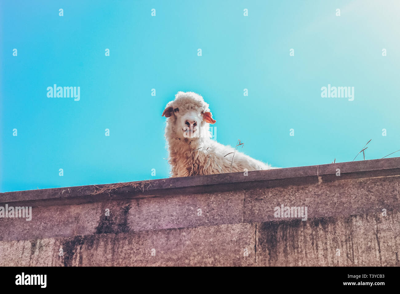 La Vue De Dessous Mouton Rigolo Batumi Georgie Photo Stock Alamy