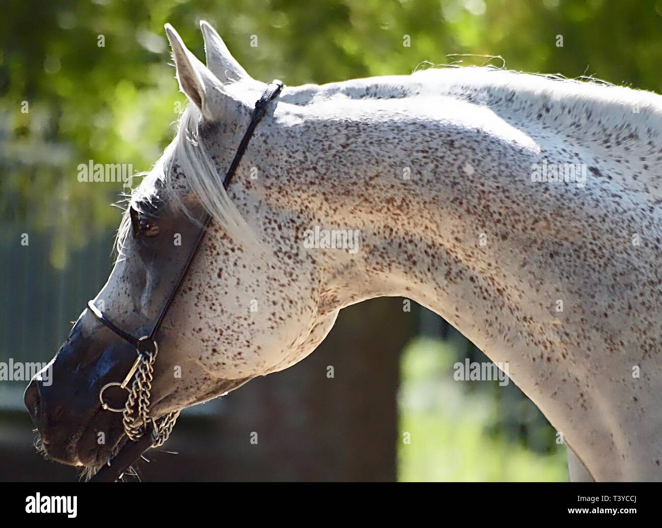 Beau cheval arabe égyptien à un spectacle Banque D'Images