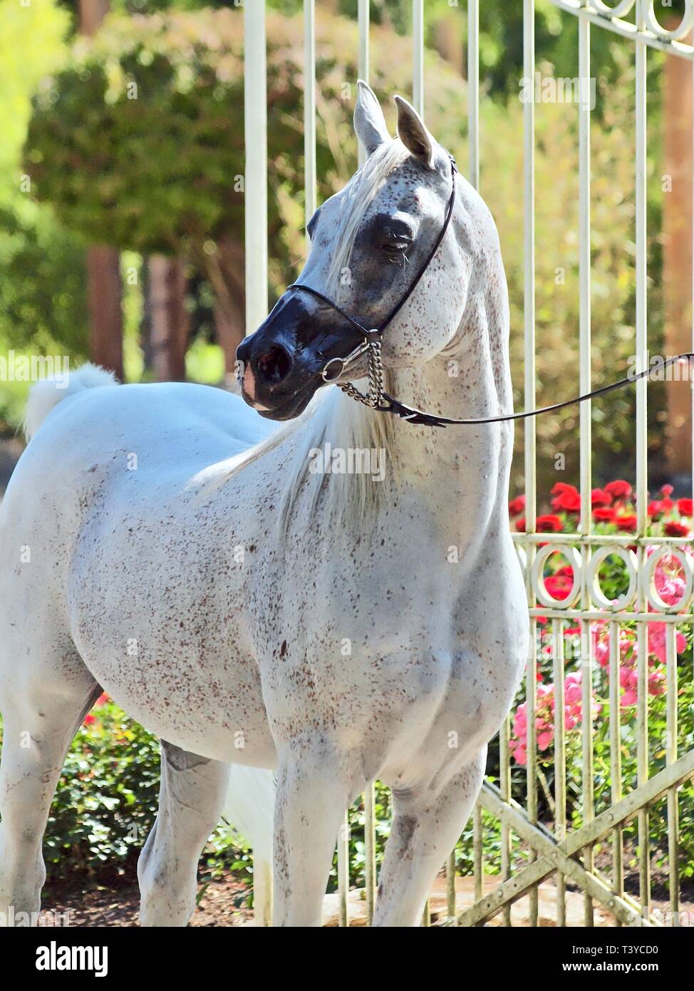 Beau cheval arabe égyptien à un spectacle Banque D'Images