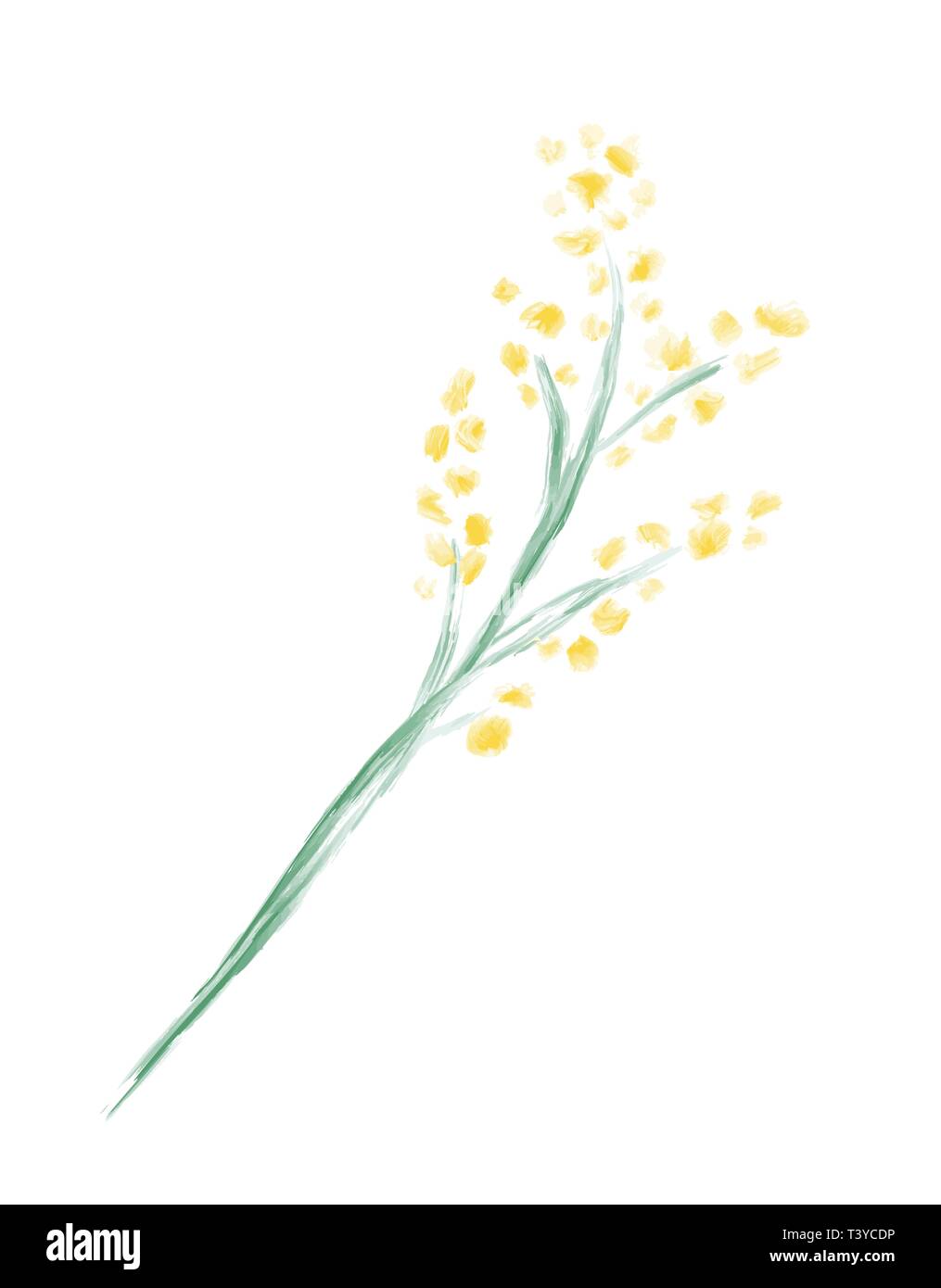 Aquarelle Fleur vecteur mignon printemps mimosa. Art objet isolé pour mariage bouquet Illustration de Vecteur