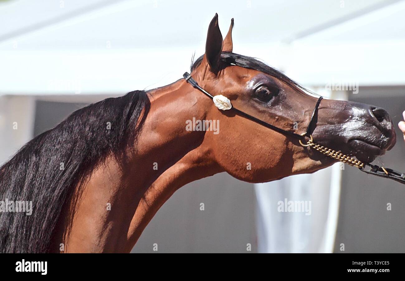 Beau cheval arabe égyptien à un spectacle Banque D'Images