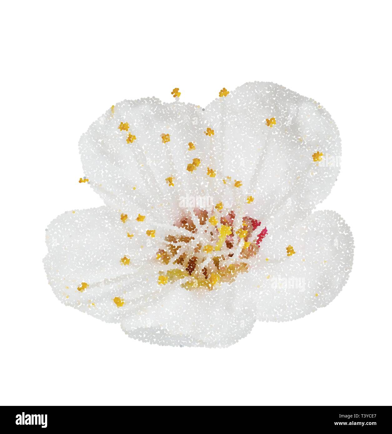 Fleur de printemps apple blossoms a fleuri isolé sur blanc, cours en chemin. Vector illustration style de point Illustration de Vecteur