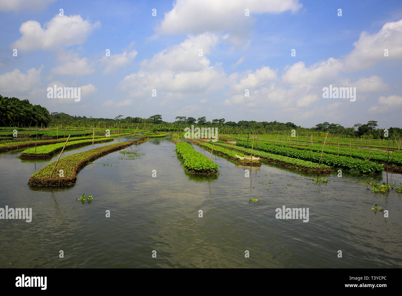 Fermes flottantes dans les districts côtiers de Pirojpur ont été reconnus comme des systèmes ingénieux du patrimoine agricole mondial par l'Organisation des Nations Unies pour l'alimentation et l'Agricu Banque D'Images