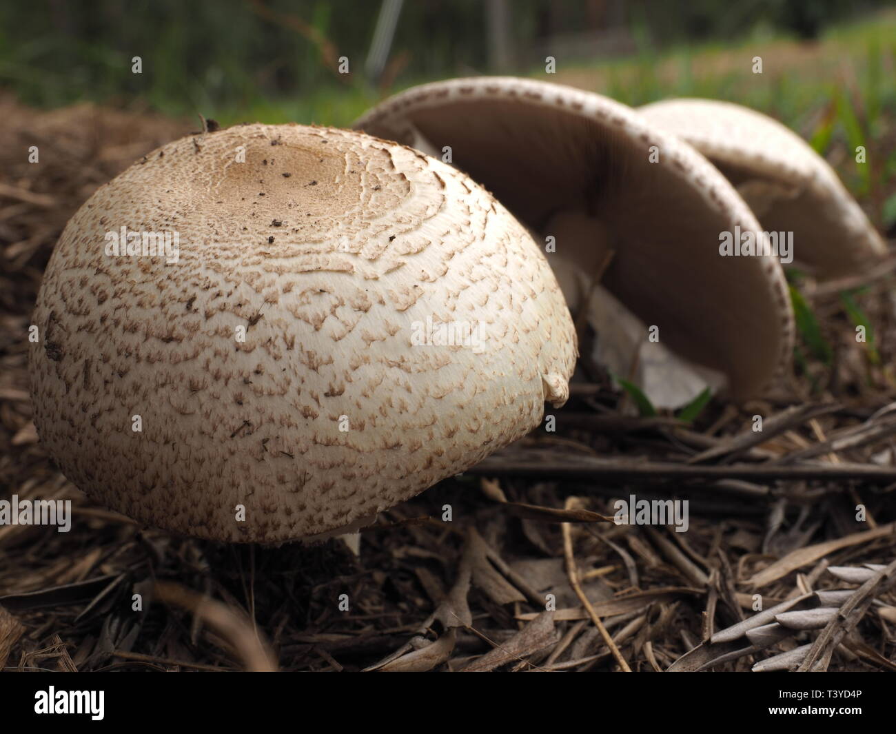 Les champignons. Un plafond blanc, champignons sauvages qui poussent sous un arbre dans un champ. Banque D'Images