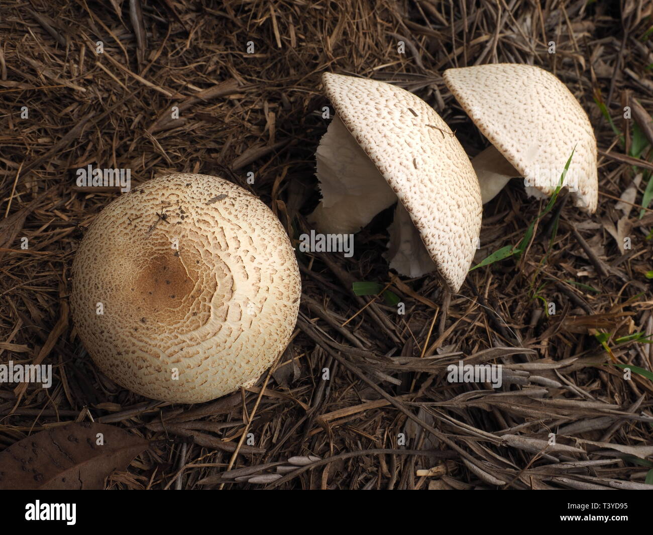 Les champignons. Un plafond blanc, champignons sauvages qui poussent sous  un arbre dans un champ Photo Stock - Alamy
