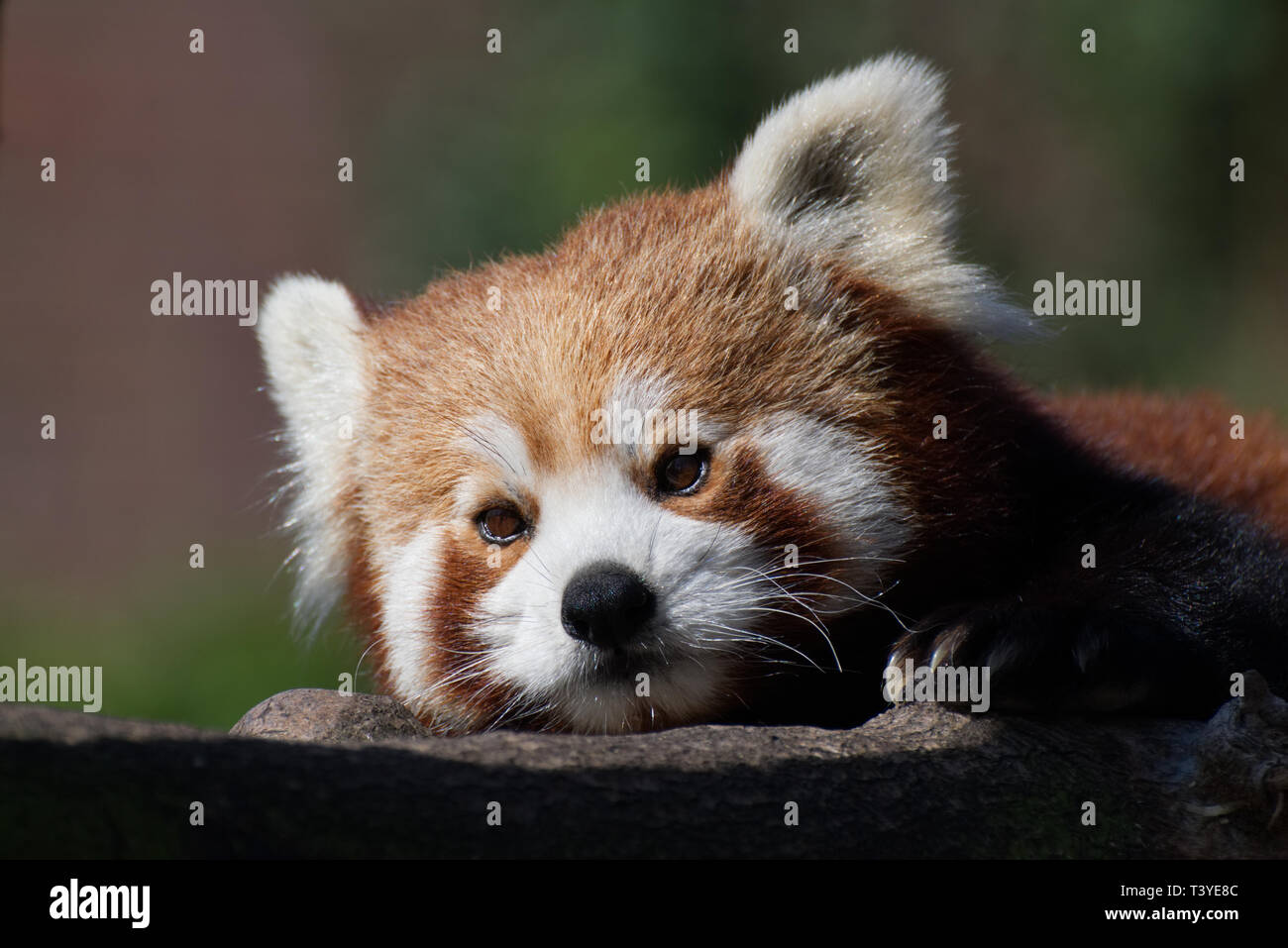 Le panda rouge / Petit / Panda Ailurus fulgens portrait Banque D'Images