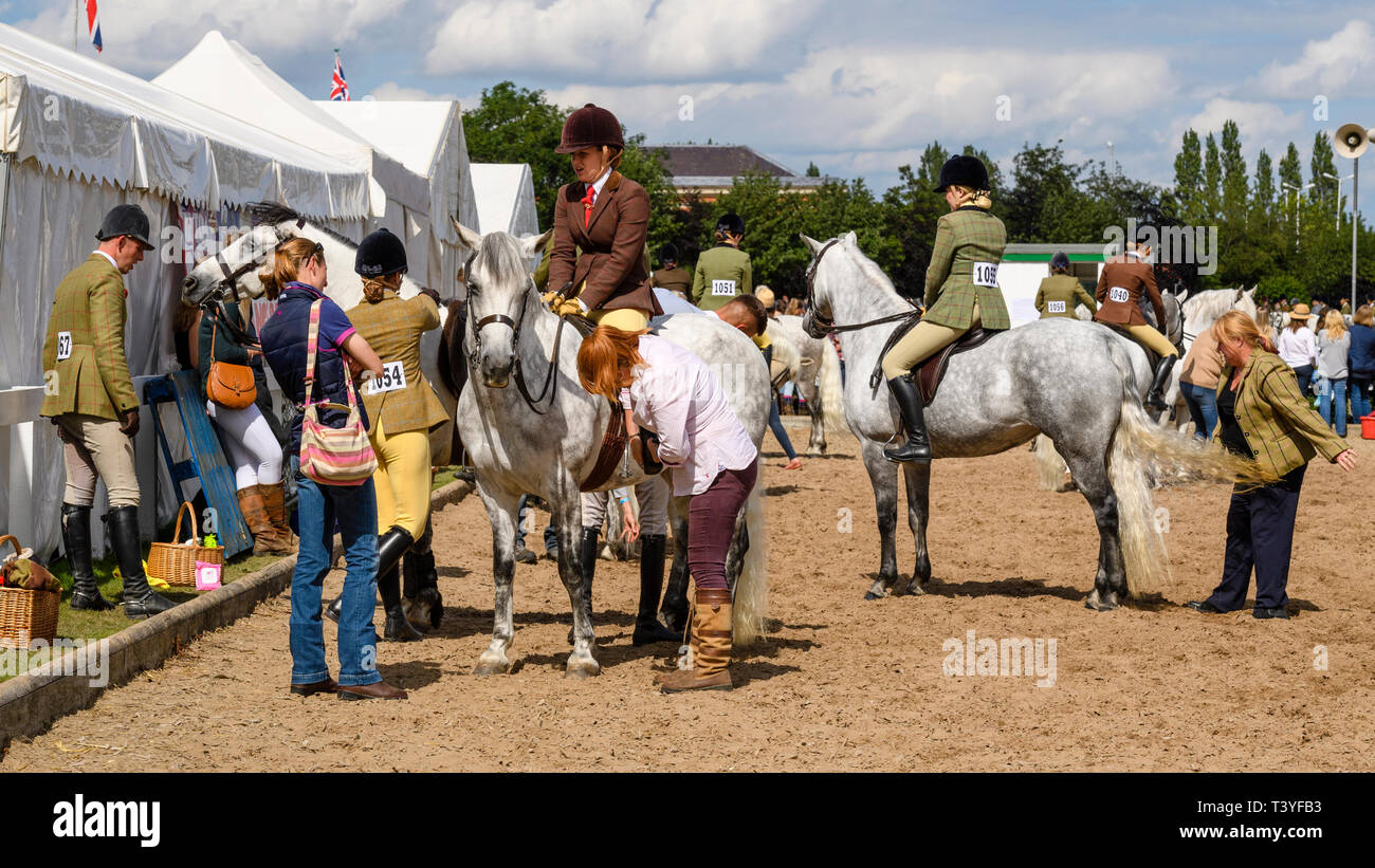 Entrants en classe équine habillés en vêtements & hats à califourchon sur poneys chevaux gris (concurrents dans la pratique anneau) - Grand Show du Yorkshire, England, UK Banque D'Images