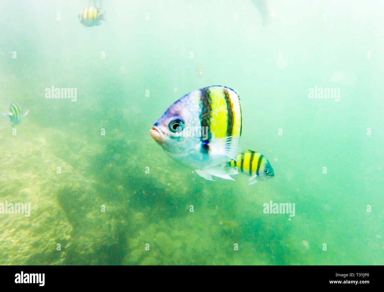 La vie marine sous-marine sur les récifs coralliens Banque D'Images