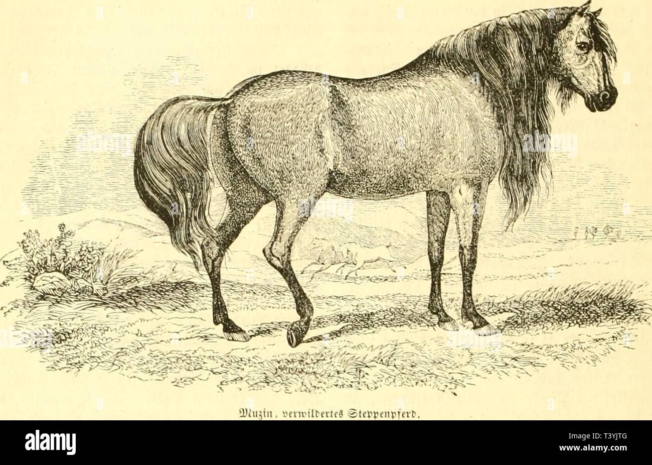 Image d'archive à partir de la page 347 de Die Naturgeschichte des Thierreichs (1859). Des Thierreichs dienaturgeschich Die Naturgeschichte01gieb Année : 1859 334 mtttn trepöpfitl Siiugctijierc. nS, Mcff*näiijit flctnöii,ii,((j'ttfiiifii Cdrcn mit, fitvjcm tüniicn mit 4itfc, tcv eine |TliUit träit lniv = Vie, hiiuien ÖMietmaen fvärli mit unr = d eelnreif SSefdnitret)em. Jie sperme *l.'fertefi imeii !j'ev = tectt bei ihnen ein a'eiplift jcttifier'er, l'ilcl, ivefdier Äinn, am iielUe eijuntlidn m'unt a-n Savt l'ilret, hart nnt (il.itt, nur .im 6kunte UH-idnroKiii fit. Tai 5Iptt((e qjferr Jafd ftven ter'unt Banque D'Images