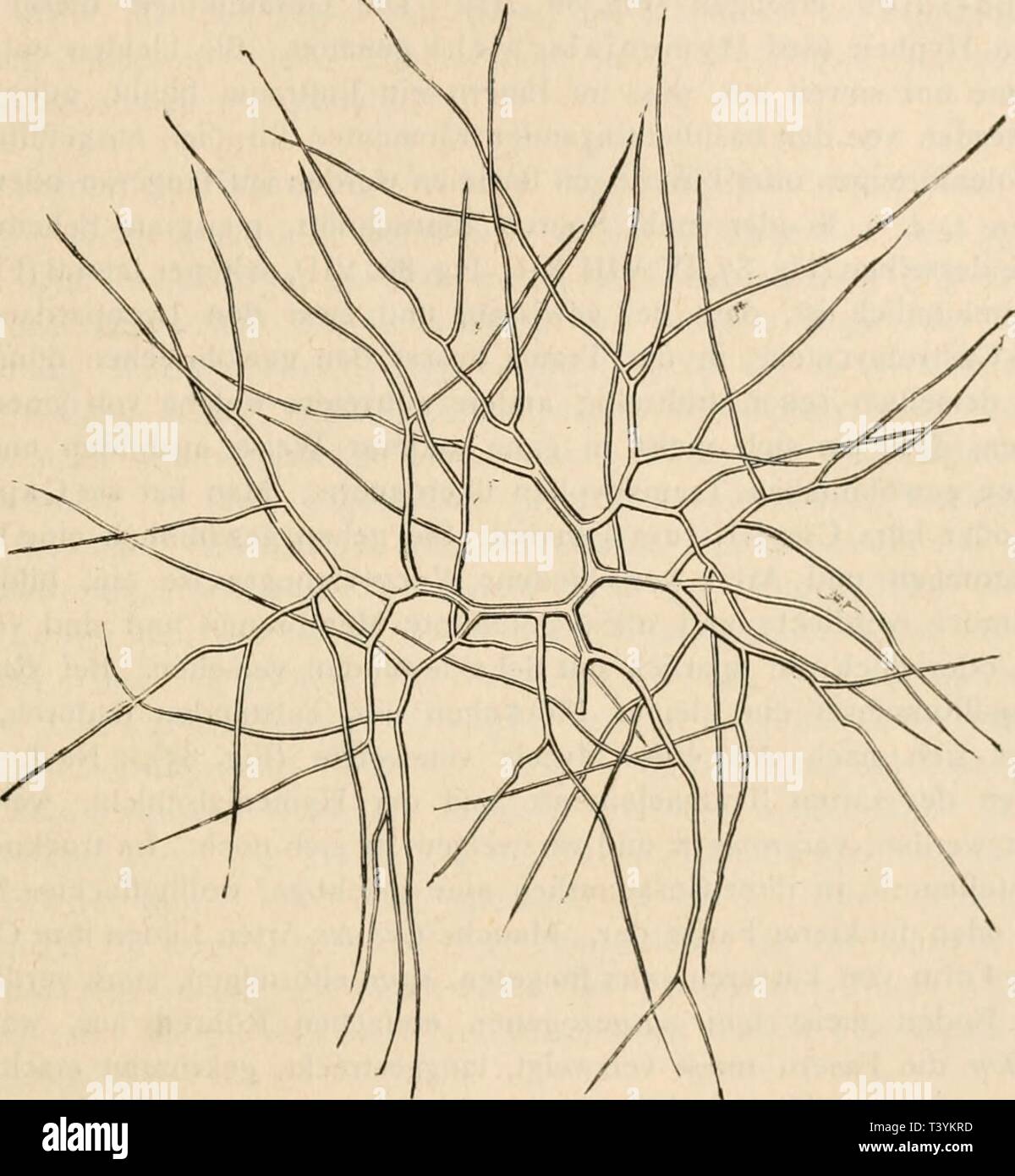 Image d'archive à partir de la page 382 de Die pilze dans morphologischer physiologischer,, Banque D'Images